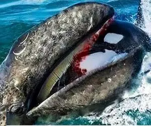 وحشیان اقیانوس؛ نهنگ‌ با آرواره غول پیکرش بدن کوسه رو دو شقه کرد و خونشو خورد