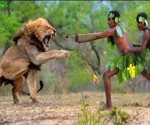 جنگجویان طبیعت؛ وسط جنگل اسیر شیر  شقی شدن نیزه زدن به قلبش کفتار سفاک بلعیدش