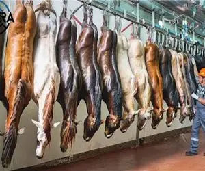 فرآوری اسب؛ اسب محتضر و خلاص و مثله میکنن برا تولید سوسیس صادراتی از گوشتش