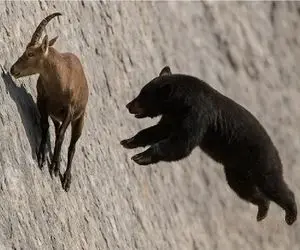 مستند حیات وحش؛ جاذبه که رو خرس و خواسته هاشم اثر نداره