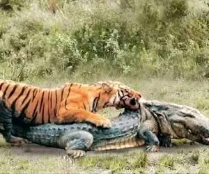 از بدایع حیات وحش؛ ببر مثل برق و باد خیمه میزنه پشت گراز و تمساح سوار میشه تا خفش کنه