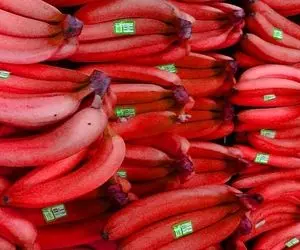 موز قرمز کیلویی 183 هزار تومان ، کشت موز قرمز در شمال