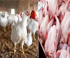 قیمت مرغ امروز شنبه 9 خرداد 1405؛  سینه مرغ گران‌تر می‌شود؟ + جدول