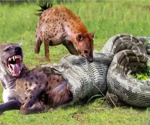 نبرد حیات وحش/ مار پیتون  یکجا کفتارو می بلعه و خیل راحت شکارو هضم می کنه