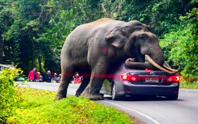 از جذابیت‌های حیات وحش؛ این فیل خپل میخواد سوار ماشین بشه وقتی موفق نمیشه وحشی میشه