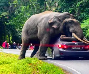 از جذابیت‌های حیات وحش؛ این فیل خپل میخواد سوار ماشین بشه وقتی موفق نمیشه وحشی میشه