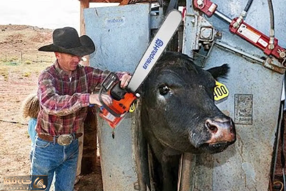 فرآوری گاومیش؛ لامصبا بوفالو حبس کردنو گردنشو دو شقه میکنن و بعدش بیکن تحویل میدن