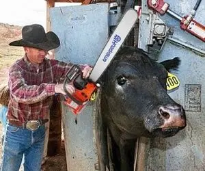 فرآوری گاومیش؛ لامصبا بوفالو حبس کردنو گردنشو دو شقه میکنن و بعدش بیکن تحویل میدن