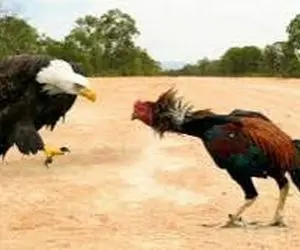 شاهکار حیات وحش؛ حمله عقاب نظم حرمسرا رو بهم بریزه خروس جنگی شرحه اش کرد