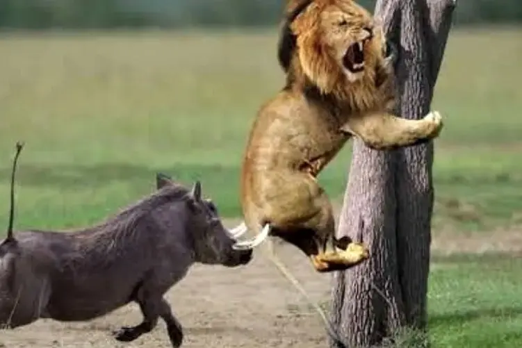 مستند حیات وحش؛ گراز عصبی به شیر حمله می کند