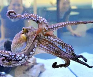 مستند حیات وحش؛ اختاپوس که خودشو شبیه بقیه موجودات میکنه طوری که نمیشه تشخیص داد