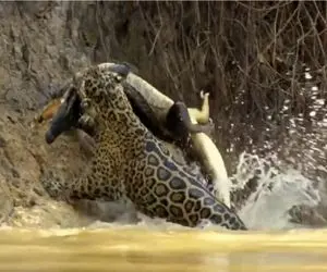 مستند حیات وحش؛ پلنگ باید لات بمیره که تو قلمرو خود تمساح گورشو کند