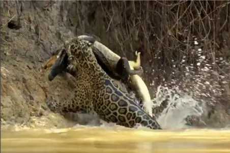 مستند حیات وحش؛ پلنگ باید لات بمیره که تو قلمرو خود تمساح گورشو کند