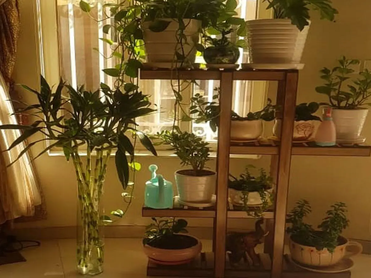 Bamboo-storage-home