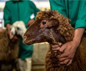 قیمت دام زنده امروز ۲۷ بهمن 1404 + جدول