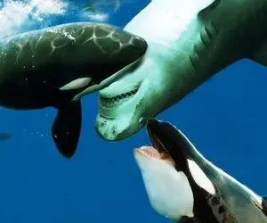 صحنه دهشتناک؛ کوسه ددمنش با یه فن خفن نهنگ غول و دو شقه میکنه ماهی ها میخورنش