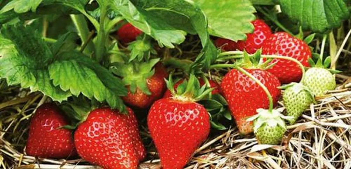 با-روش-کاشت-توت-فرنگی-در-گلدان-آشنا-شوید