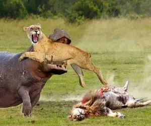 بدایع حیات وحش؛ اسب آبی سفاک بعد کشتن شیر شریر توله شو انداخت تو حلقش نشخوار کرد