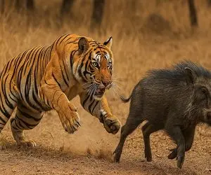 جذابیت حیات وحش؛ نبرد ببر دد با گراز وحشی برای ادامه مسابقه دوی 100 متر