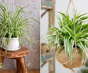 میزان و نحوه درست آبیاری گل گندمی؛ یه گل خوشگل که به این زودیا باهاتون قهر نمیکنه