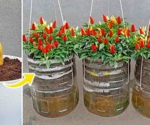 ایده های خلاقانه؛ جای باغچه تو بطری پلاستیکی آب معدنی فلفل بکار یه خروار محصول میده