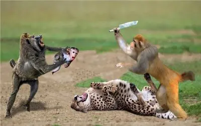 جنگ حیات وحش؛ نبرد سهمگین میمون نقلی با پلنگ