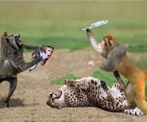 جنگ حیات وحش؛ نبرد سهمگین میمون نقلی با پلنگ