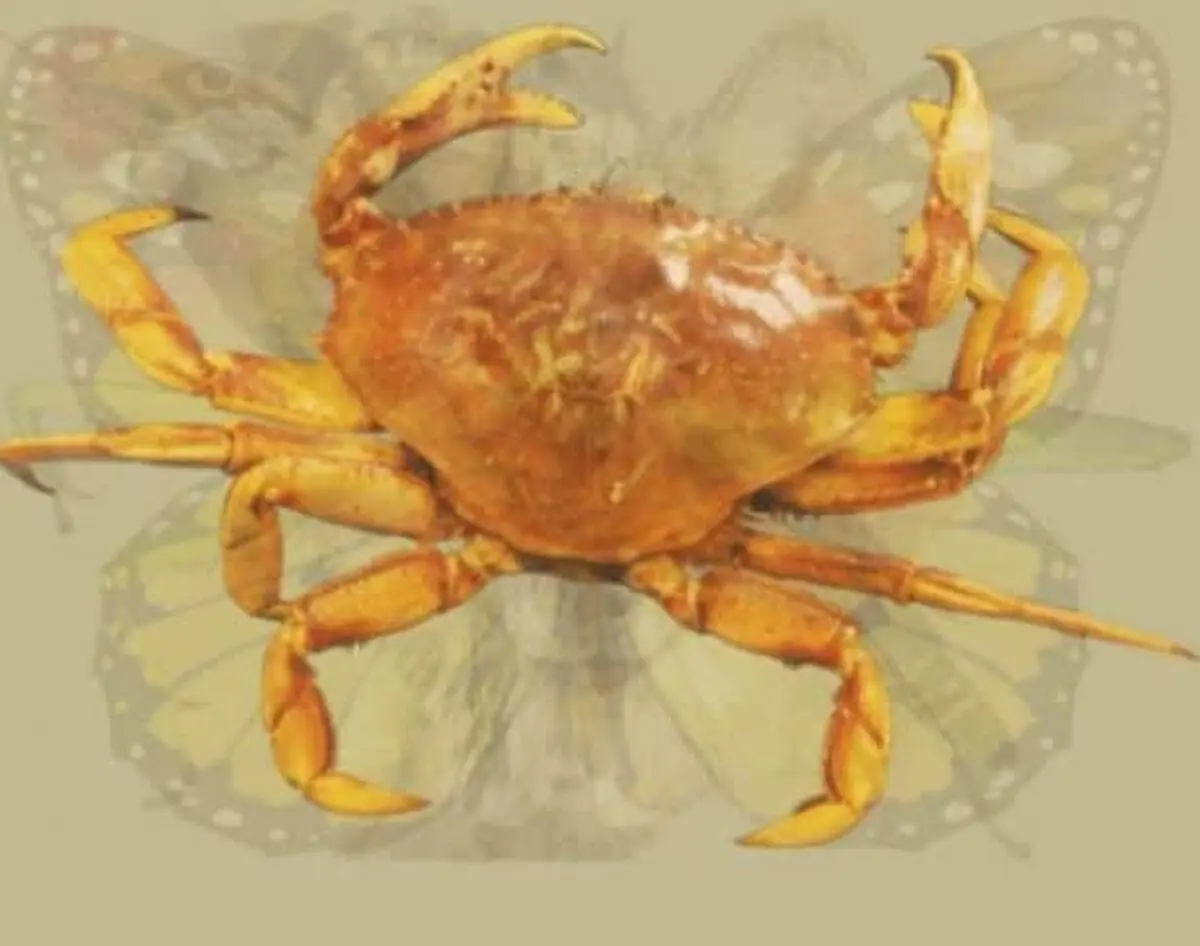 The Crab