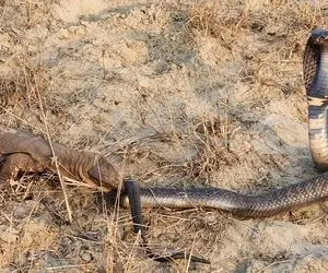 بدایع حیات وحش؛ مار کبرای سیاه بدجور واسه مارمولک هرکول کریه المنظر شاخ بازی درمییاره