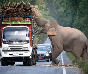 از بدایع حیات وحش؛ فیل ایستاده کنار خیابون از راننده کامیون ها اخاذی میکنه تا سیر شه