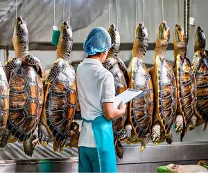 فرآوری لاکپشت؛ تخم لاکپشت رو تو ماسه میکارن لاکشو میشکنن گوشتشو اسلایسی میپزن