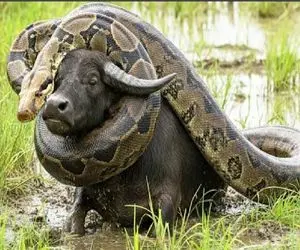 حیات وحش مصنوعی؛ پیتون غول پیچید به بوفالو شکمش رو قلمبه کنه
