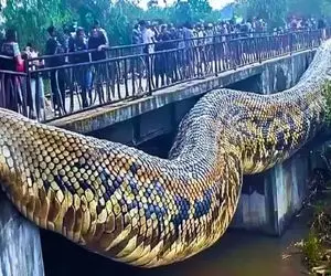 صحنه دهشتناک؛ پیتون غول بعد بلع فیل از پل آویزون شد هضم شه