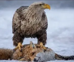 مستند حیات وحش؛ عقاب شان و منزلت روباه رو پودر میکنه