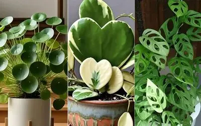 گیاهان آپارتمانی مختص تنبلا که خوشگلی گلا رو میخوان ولی زحمتشونو نه؛ زیبا و بی دردسر