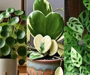 گیاهان آپارتمانی مختص تنبلا که خوشگلی گلا رو میخوان ولی زحمتشونو نه؛ زیبا و بی دردسر