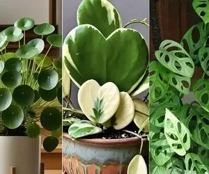 گیاهان آپارتمانی مختص تنبلا که خوشگلی گلا رو میخوان ولی زحمتشونو نه؛ زیبا و بی دردسر