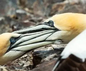 بزرگترین مرغ های دریایی در شمال انگلیس