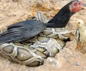 شاهکار حیات وحش؛ مرغ سیاه برای حفظ جون جوجه هاش دل و روده مار رو ریخت کف زمین