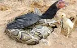 شاهکار حیات وحش؛ مرغ سیاه برای حفظ جون جوجه هاش دل و روده مار رو ریخت کف زمین