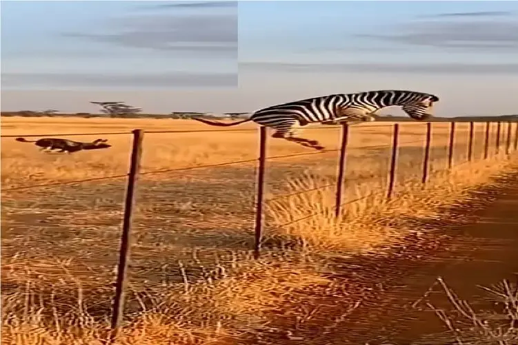 مستند حیات وحش؛ سگ؛ خر راه راه