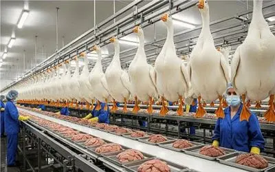 فرآوری فوی گراس؛ غازها بزور پروار میشن تا جیگرشون تو فرانسه سرو شه