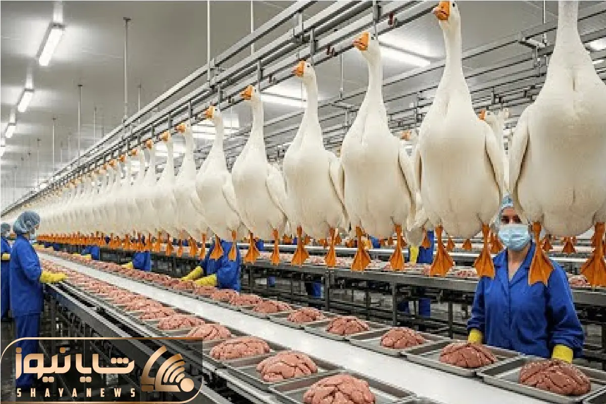 فرآوری فوی گراس؛ غازها بزور پروار میشن تا جیگرشون تو فرانسه سرو شه