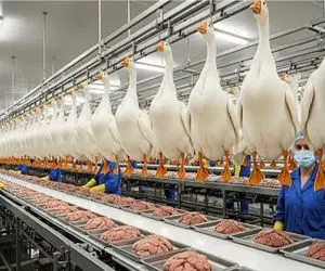 فرآوری فوی گراس؛ غازها بزور پروار میشن تا جیگرشون تو فرانسه سرو شه