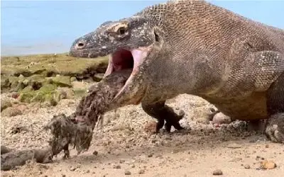 مستند حیات وحش؛ کومودو ازازیل سیرمونی نداره همه چیو رو هم رو هم میبلعه