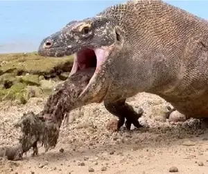 مستند حیات وحش؛ کومودو ازازیل سیرمونی نداره همه چیو رو هم رو هم میبلعه