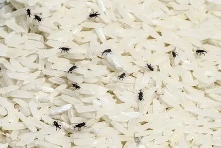 ترفندهای خانه داری؛ سریع ترین روش از بین بردن حشرات برنج 