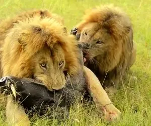 از بدایع حیات وحش؛ برادران شیر نر نامردی کردن و گراز رو زنده زنده دارن گوشتش رو میکنن