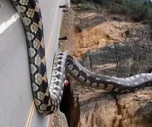 ابزارآلات غول پیکر؛ بیل مکانیکی غول موقع صاف کردن جاده مهلک پیتون غول رو له کرد