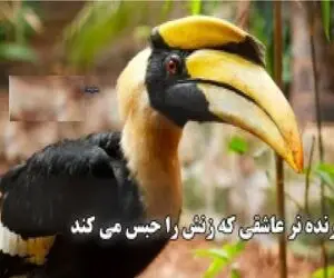 مستند حیات وحش؛ پرنده نر نوک شاخ همینقدر عاشقه زنش رو حبس می کنه